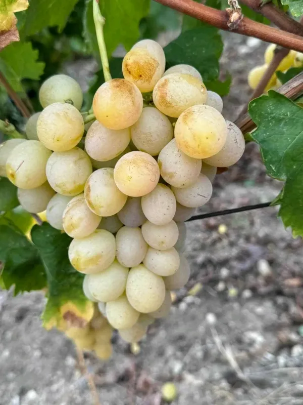 Butasi de vita de vie de anul 2 și de anul 3