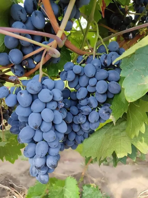 Butasi de vita de vie de anul 2 și de anul 3