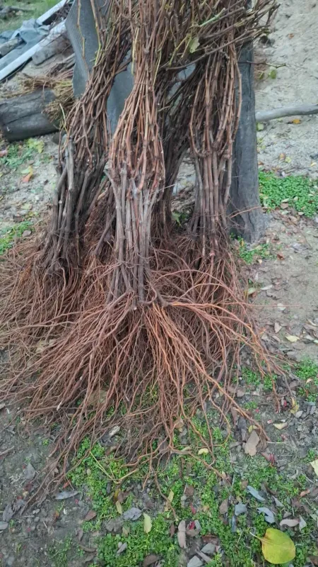 Butasi de vita de vie de anul 2 și de anul 3