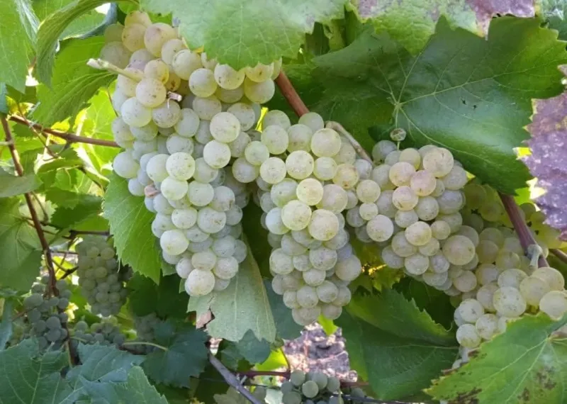 Butasi de vita de vie de anul 2 și de anul 3