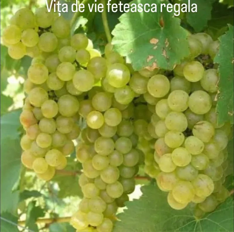 Butasi de vita de vie de anul 2 și de anul 3